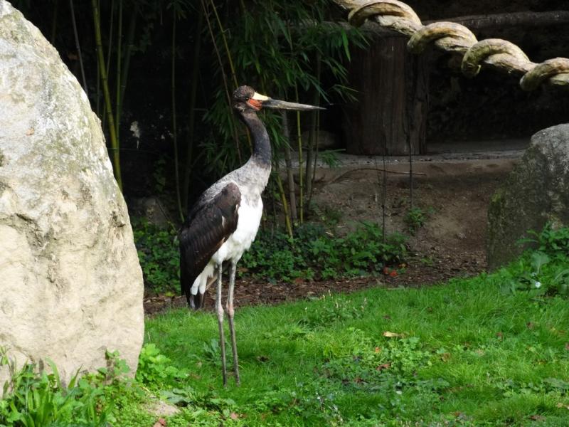 Jabiru