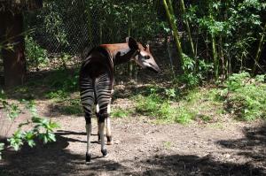 Okapi