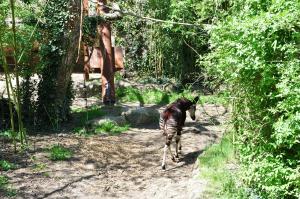 Okapi