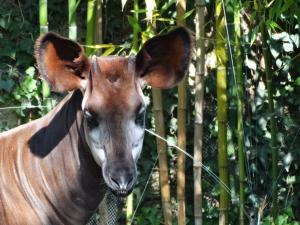 Okapi