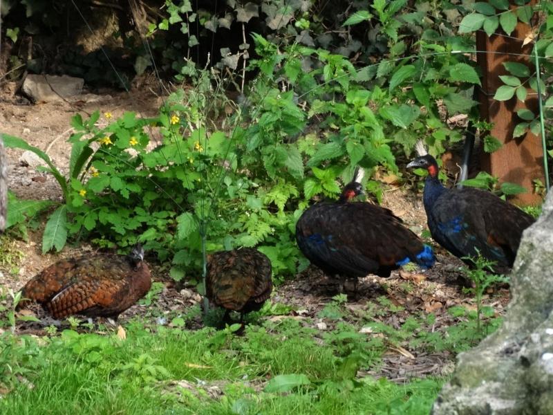 Paon du Congo