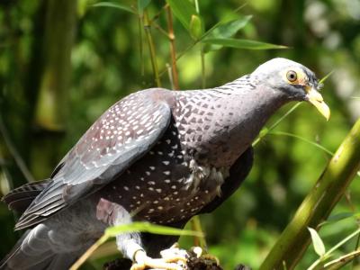 Pigeon des olives - 2014