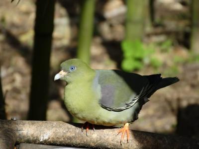 Pigeon tréron - 2014