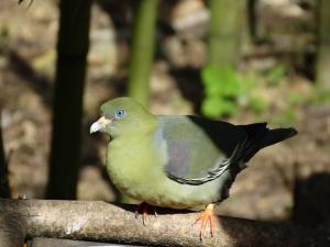 Pigeon tréron