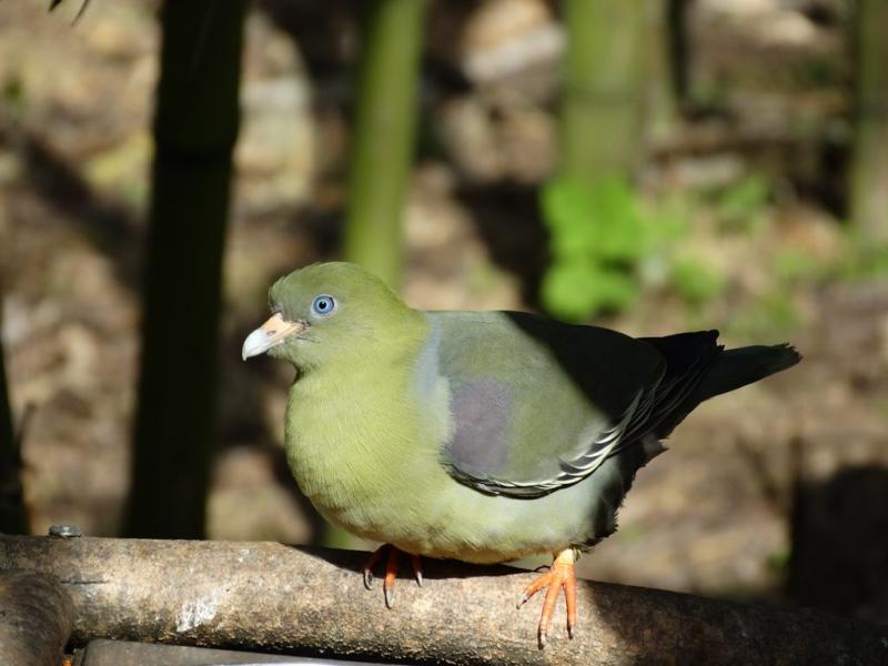 Pigeon tréron