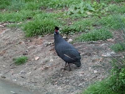 Pintade huppée - 2014