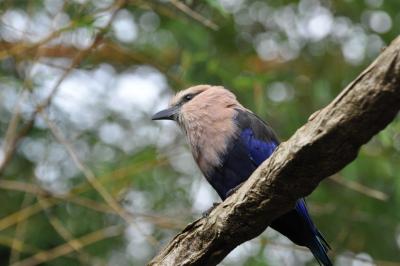 Rollier à ventre bleu - 2014