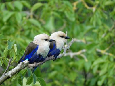 Rollier à ventre bleu - 2014