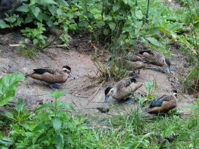 Sarcelle hottentote - 2014