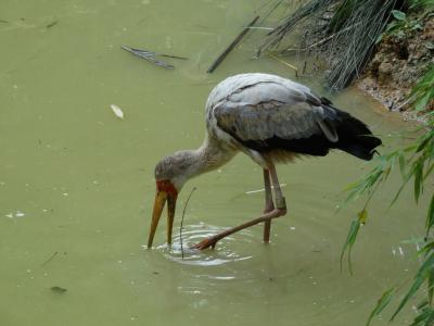 Tantale jabiru - 2014 - 2014