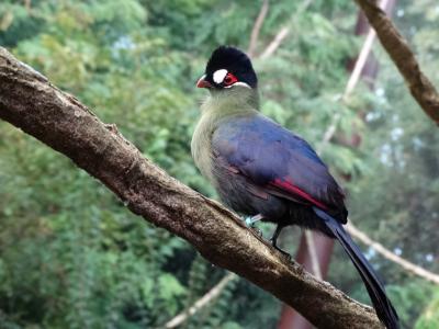 Touraco de Hartlaub - 2014