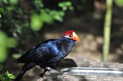 Touraco de Lady Ross - 2014