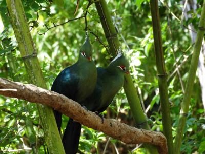 Touraco de Livingstone - 2014