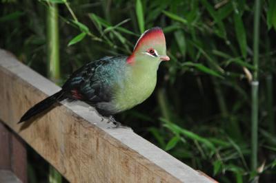 Touraco pauline - 2014