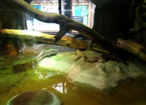Iguane vert