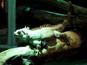 Iguane vert