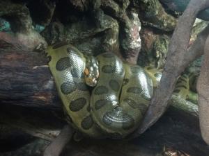 Anaconda vert