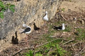 Echasse blanche