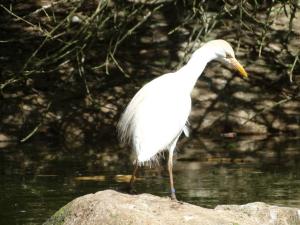 Aigrette