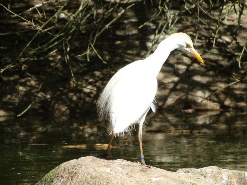 Aigrette
