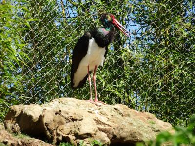 Cigogne noire - 2014