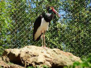 Cigogne noire