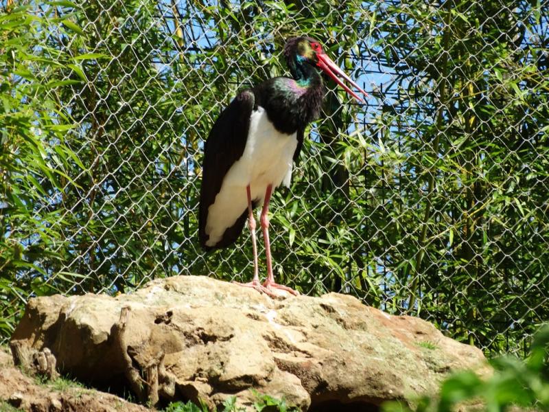 Cigogne noire