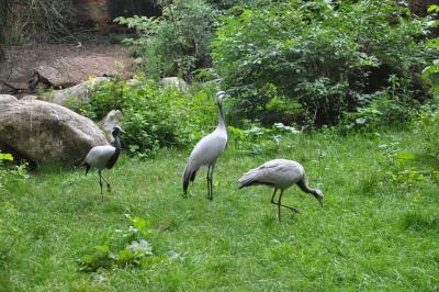 Grue Demoiselle - 2014