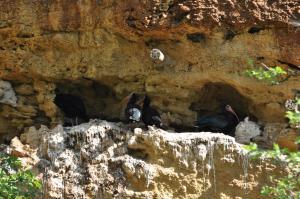 Ibis chauve
