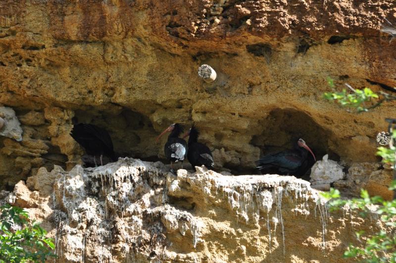 Ibis chauve