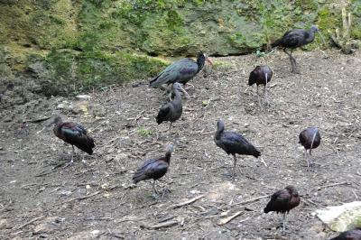 Ibis chauve - Ibis falcinelle - 2014