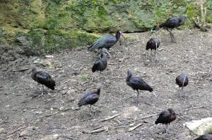 Ibis chauve _ Ibis falcinelle