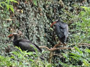 Ibis chauve