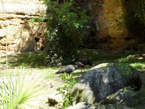 Ibis chauve