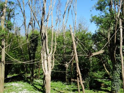 Atèle marimonda - 2014