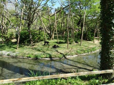 Atèle noir de Colombie - 2014