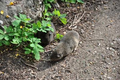 Cobaye des rochers - 2014