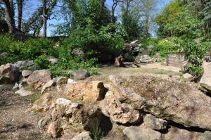 Cobaye des rochers