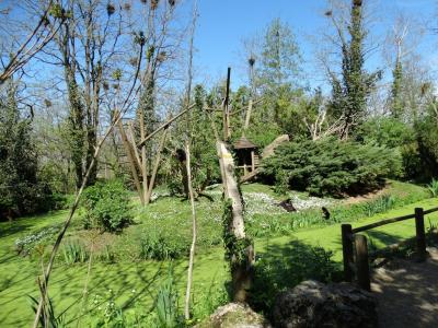 Gibon à mains blanches - 2014