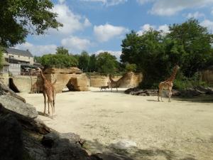 Girafe d'Afrique centrale