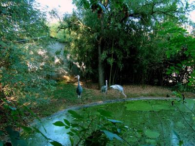 Grue à cou blanc - 2014