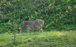 Guépard