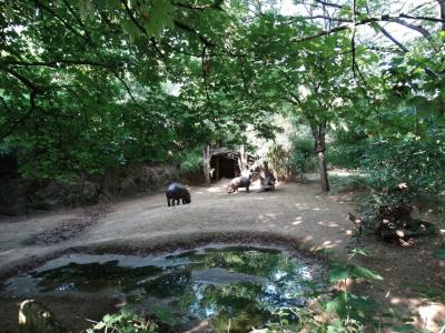 Hippopotame pygmée - 2014