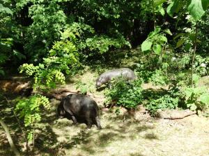 Hippopotame pygmée