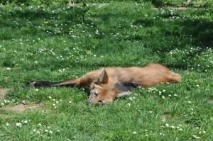Loup à crinière