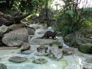 Loutre d'Asie