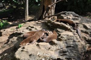 Loutre géante