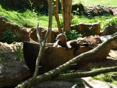 Loutre géante - 2014