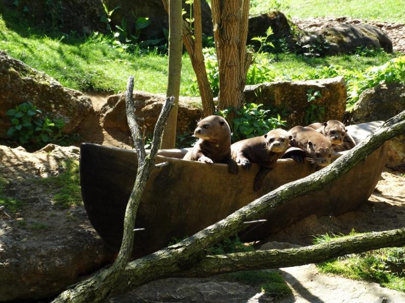 Loutre géante