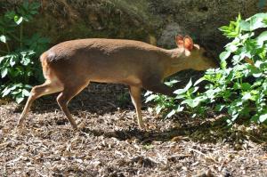 Muntjac de Reeve